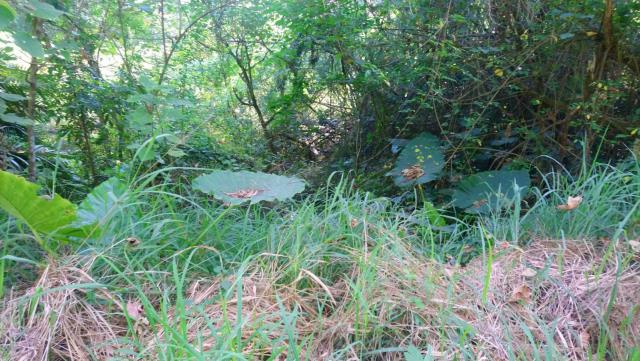 高雄旗山山坡地-4