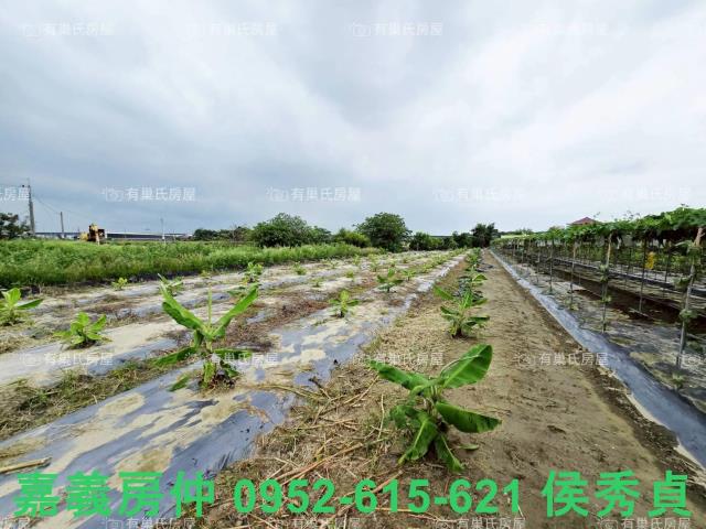 朴子農地-13