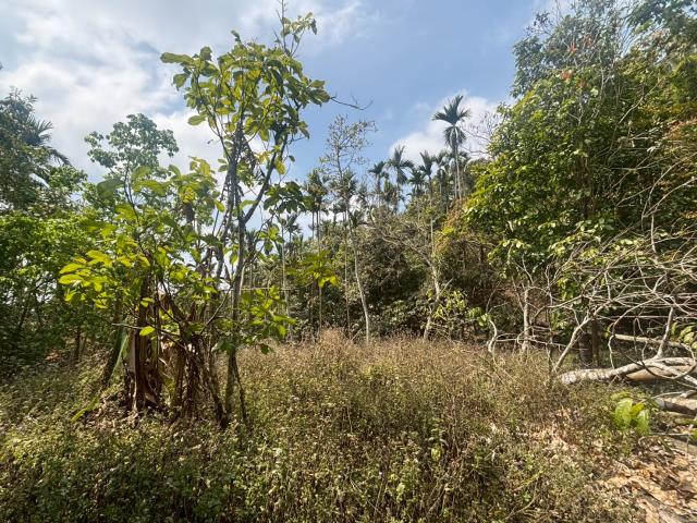 嘉義竹崎林地-3