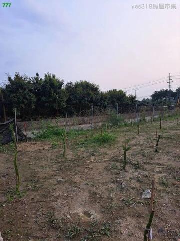 大樹農地-1