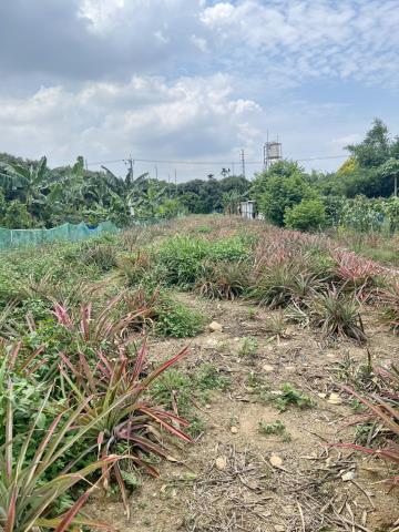 南投市農地-3