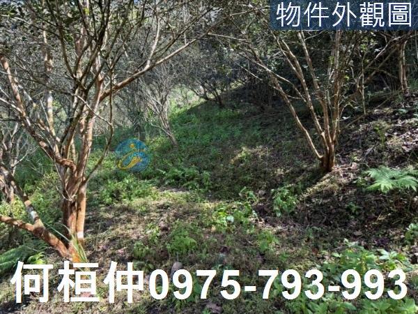 苗栗泰安山坡地-1