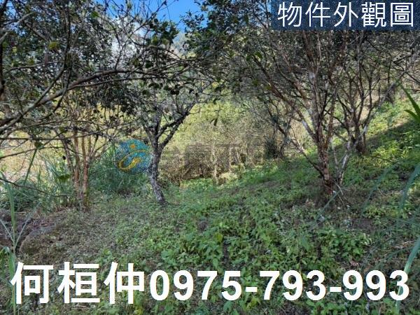 苗栗泰安山坡地-3