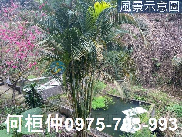 苗栗大湖農地-1