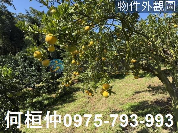 苗栗獅潭農地-4