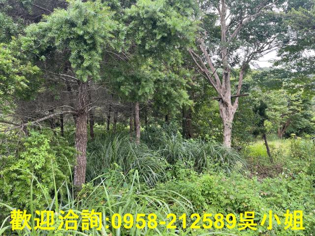 湖口農地-10
