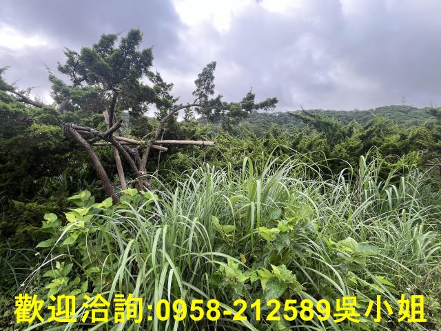 湖口農地-4