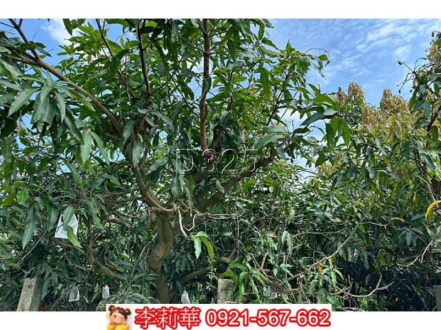 台南農地-10