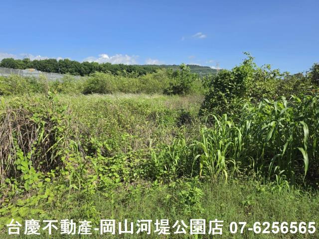 阿蓮農地-12
