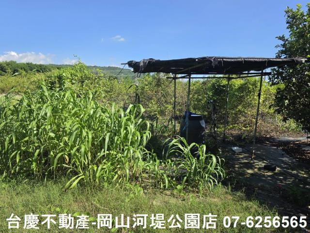 阿蓮農地-13
