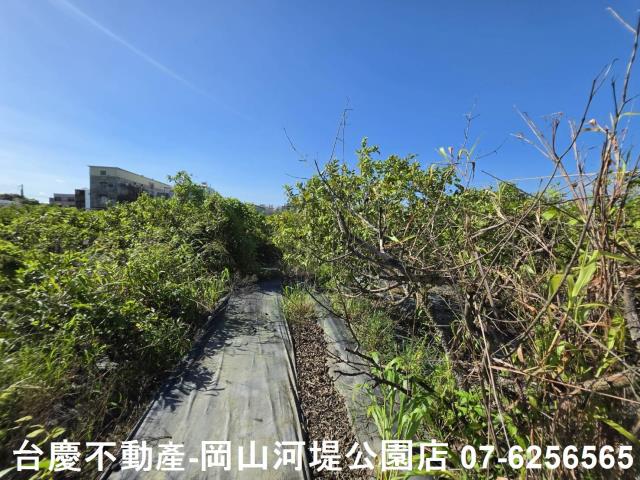 阿蓮農地-3