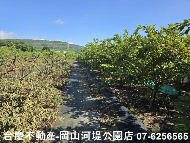 阿蓮農地-6