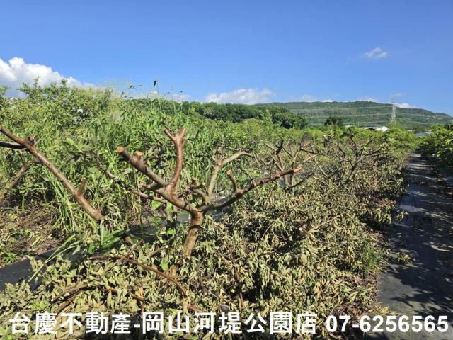 阿蓮農地-7
