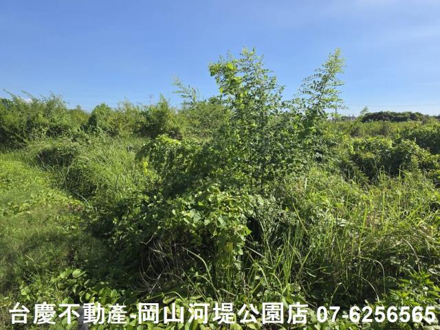 阿蓮農地-9