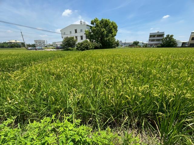 都內農地1756坪