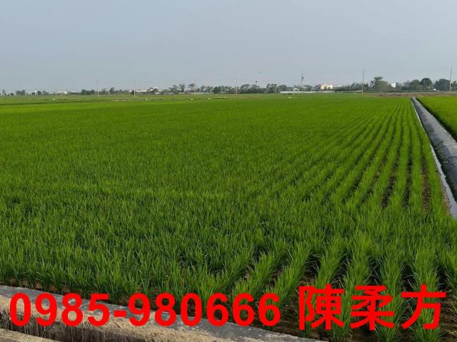 鹿草農地-12