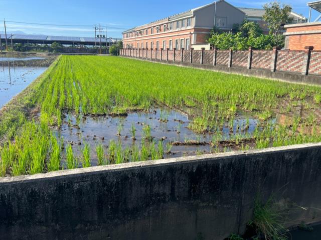 雲林水林農地-4