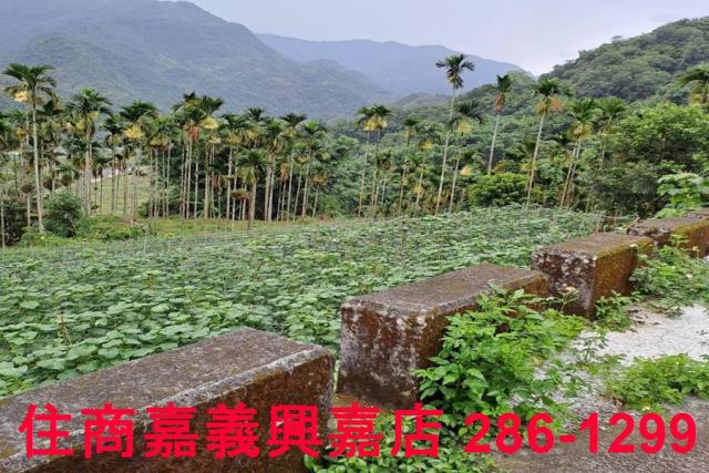 嘉義農地-11