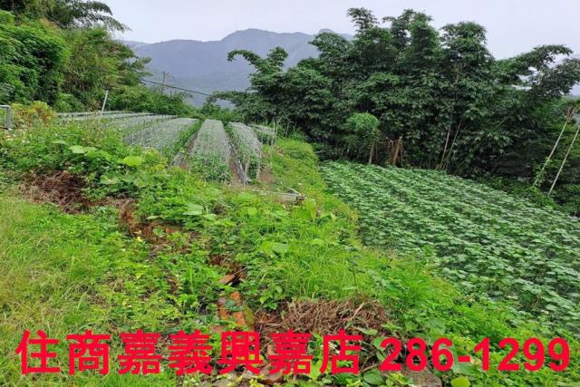 嘉義農地-5