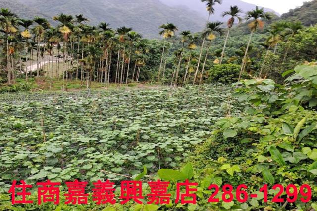 嘉義農地-6