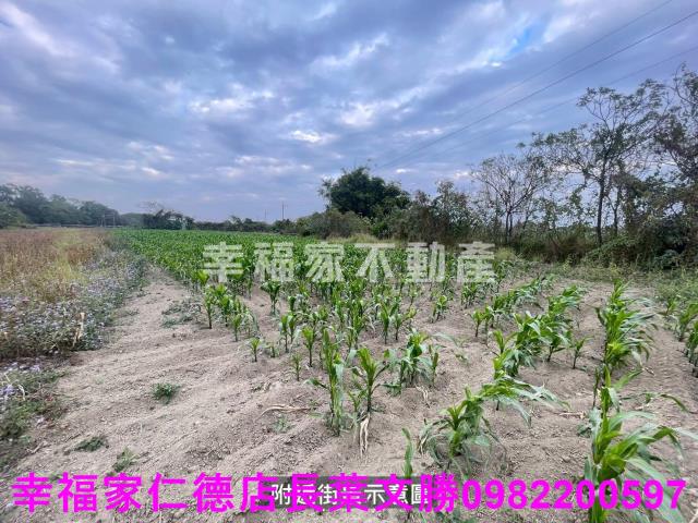 台南新市農地-4