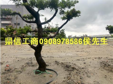 大內工業地-7