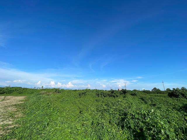 義竹農地-6