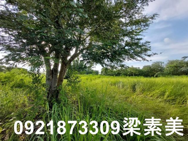 大內農地-8