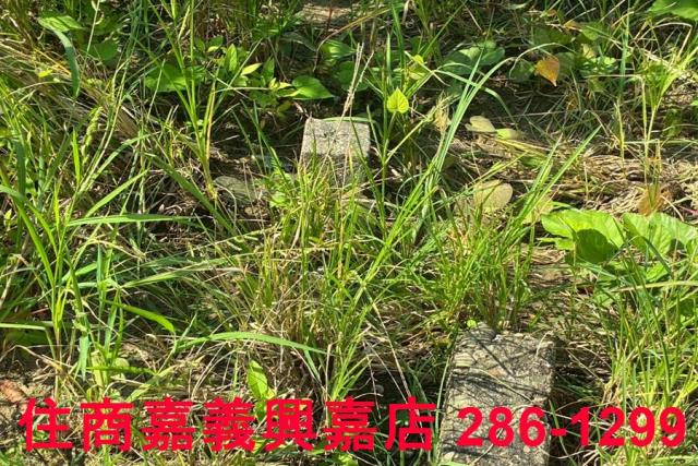 嘉義鹿草農地-8