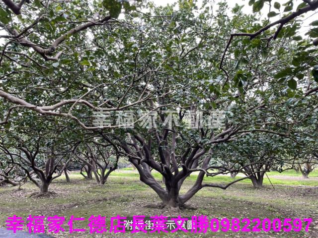 麻豆農地-10