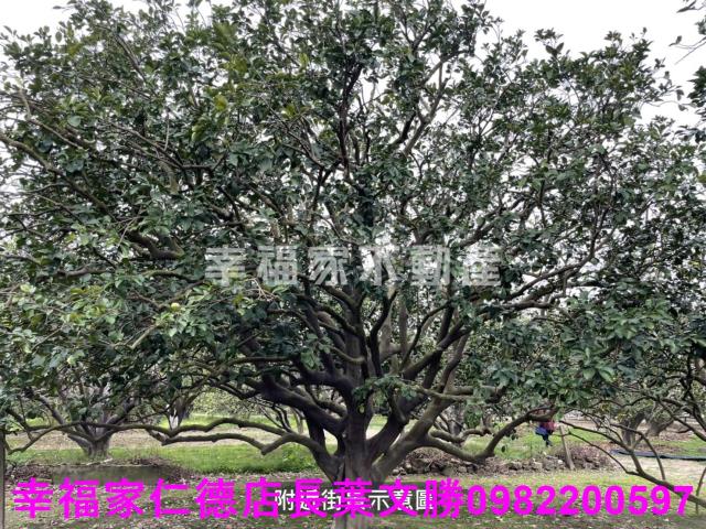 麻豆農地-6
