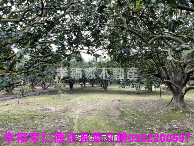 麻豆農地-8