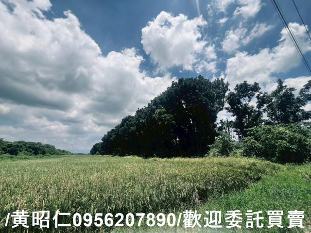 麻豆農地-9