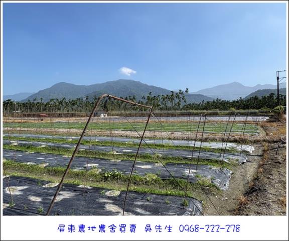 高樹農地-4
