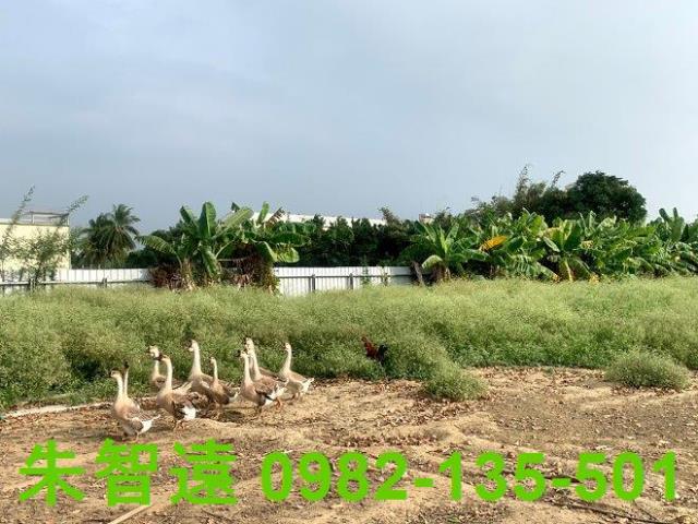 台南善化農作室-9