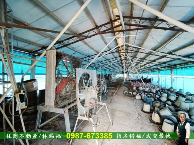 台南養雞場-12