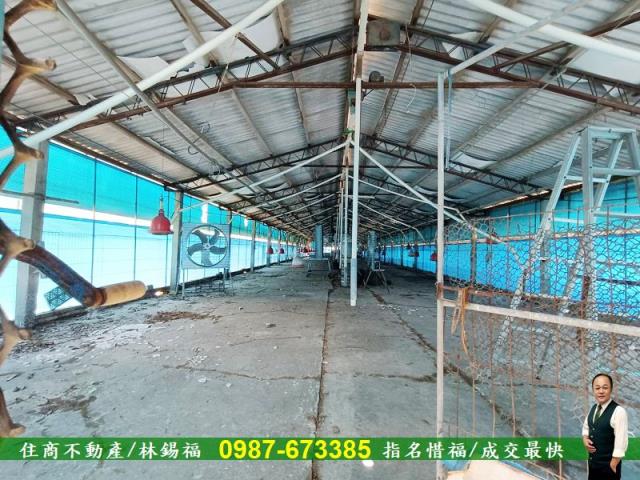 台南養雞場-14