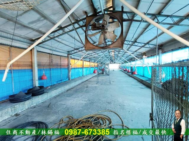 台南養雞場-1