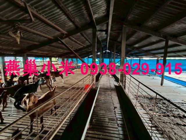 阿蓮畜牧場-1