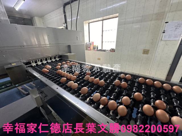 鹽水畜牧場-8