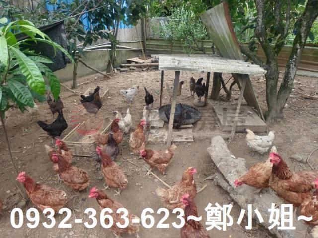 龍潭農舍-10