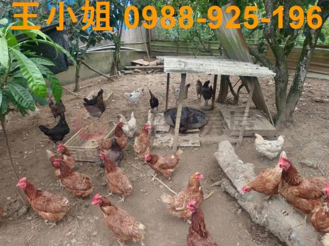 龍潭農舍-5