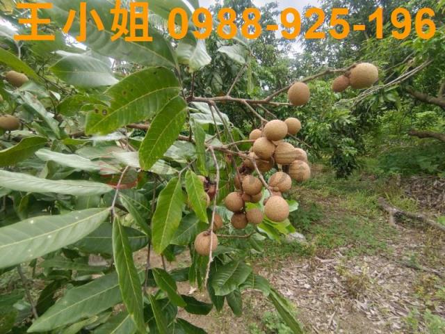 龍潭農舍-6