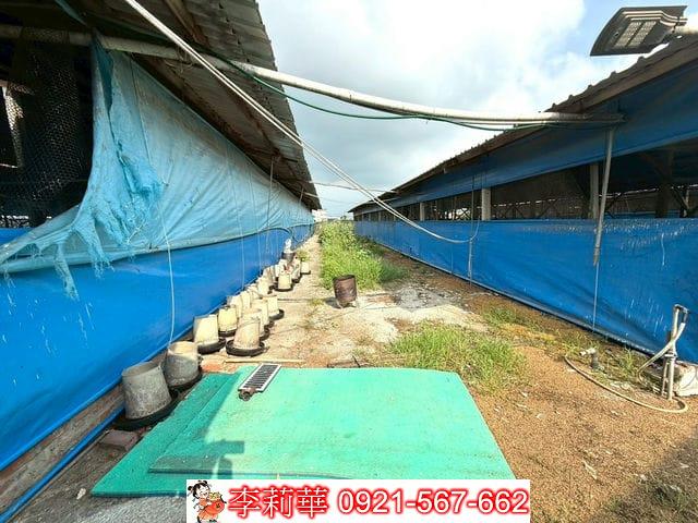 台南後壁畜牧場-8