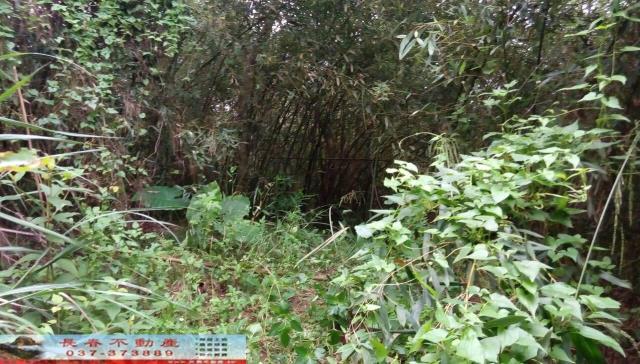 苗栗三灣林地-6