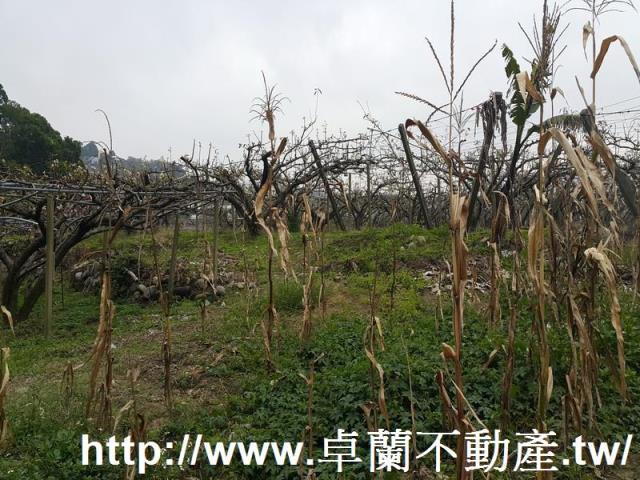 苗栗農地-5