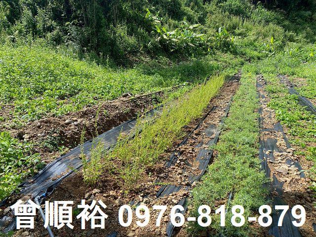 新竹尖石農地-7