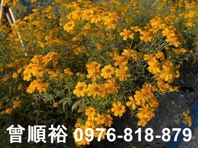 新竹尖石農地-8