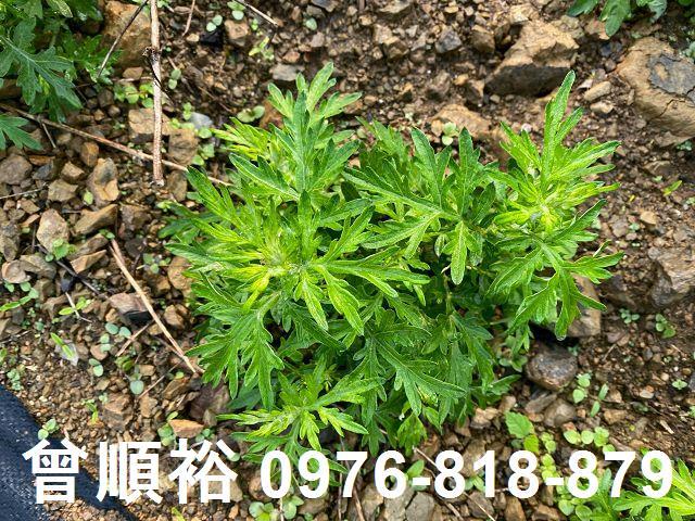 新竹尖石農地-10