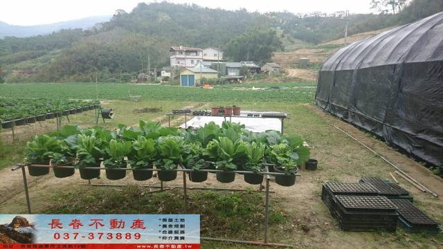 苗栗大湖農地-1